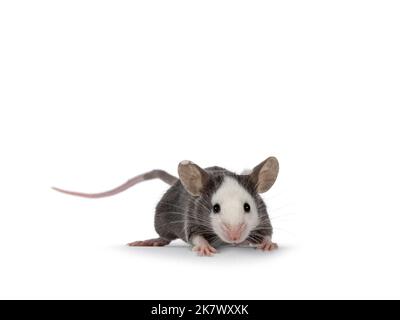 Cute young blue Hereford mouse, standing facing front. Looking towards camera. Isolated on a white background. Stock Photo