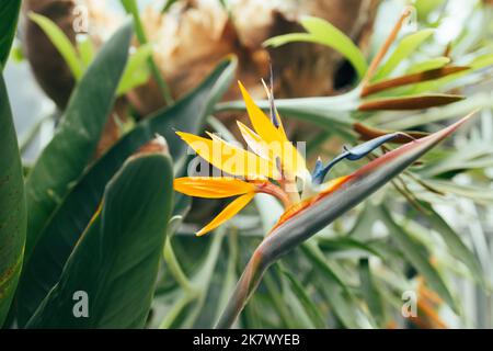 Orange Heliconia flower on light and dark tropical leaf nature background. Heliconia psittacorum or Heliconia Golden Torch or False Bird of Paradise Stock Photo