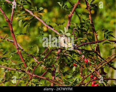 A goldfinch perched amongst woodland branches, thorns and rose hips in bright, autumn sunshine. Stock Photo