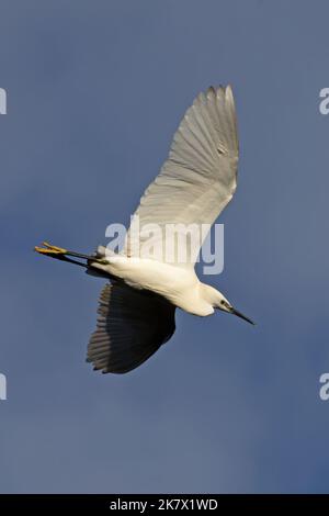 Little Egret (Egretta garzetta) Norfolk GB UK November 2021 Stock Photo