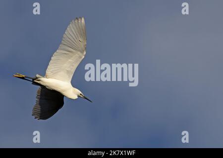 Little Egret (Egretta garzetta) Norfolk GB UK November 2021 Stock Photo