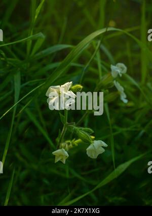 Spring flowering of a white flower Silene noctiflora L forest in a clearing Stock Photo