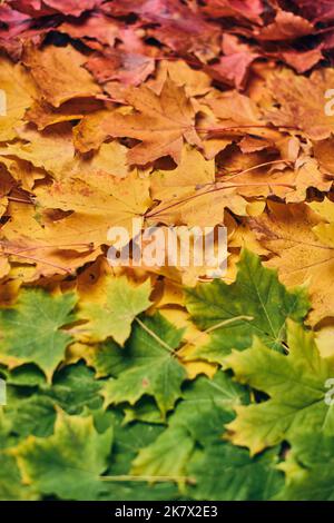 Colorful maple leaf foilage. High quality photo Stock Photo