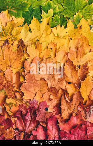 All colors of maple leaf foilage. High quality photo Stock Photo