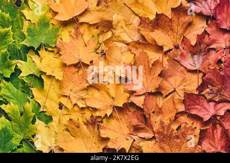maple leaf foilage colorful. High quality photo Stock Photo