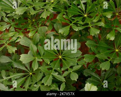 Close up of the deeply lobed foliage of the semi-hardy garden shrub Cussonia spicata or spiked cabbage tree. Stock Photo