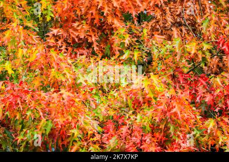 Dülmen, Münsterland, Germany. 19th Oct, 2022. Vibrant leaves on a Northern Red Oak (Quercus rubra) are slowly turning from green to a vibrant red. The autumn sunshine produces vibrant colours and scenery at Dülmen Nature Reserve in the Münsterland countryside. Credit: Imageplotter/Alamy Live News Stock Photo