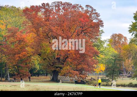 Dülmen, Münsterland, Germany. 19th Oct, 2022. A woman walks her dog in the autumnal scenery at Dülmen Nature Reserve. The autumn sunshine produces vibrant colours and scenery at Dülmen Nature Reserve in the Münsterland countryside. Credit: Imageplotter/Alamy Live News Stock Photo
