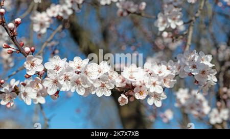 Flowering wild plum, Prunus cerasifera, in spring Stock Photo