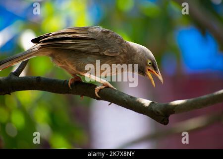 a jungle babbler targeting its prey sitting on a branch Stock Photo