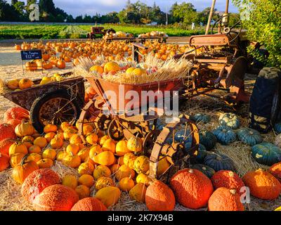 Pumpkins at a farmers market in California on a bright, beautiful morning. Stock Photo