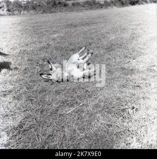 1960s, historical, young donkey, a foal, lying side-on, feet up, outside in a field, England, UK. Stock Photo