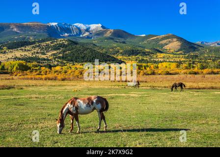 horses grazing in a pasture below mount haggin in autumn near anaconda, montana Stock Photo
