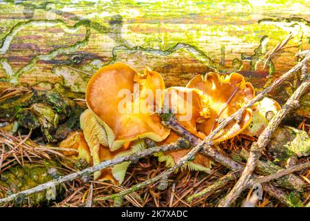 Mushrooms grow on the old wood in the sunlight on the forest floor in Cuxhaven Lower Saxony Germany. Stock Photo