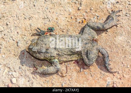 Dead flattened frog with intestines in Cuxhaven Lower Saxony Germany. Stock Photo