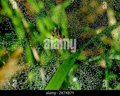 Macro shot of a spider: details that are otherwise hardly visible - focus on the animal with blurred background. Stock Photo