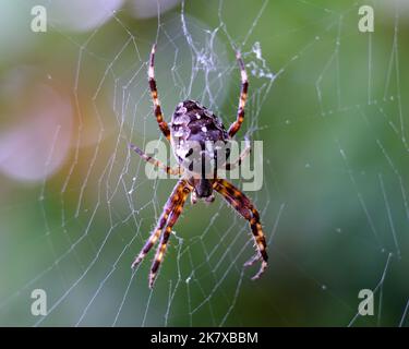 Macro shot of a spider: details that are otherwise hardly visible - focus on the animal with blurred background. Stock Photo