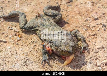Dead flattened frog with intestines in Cuxhaven Lower Saxony Germany. Stock Photo