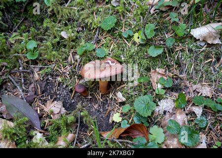Isolated wild mushroom found in the woods, Pyrenees, France Stock Photo