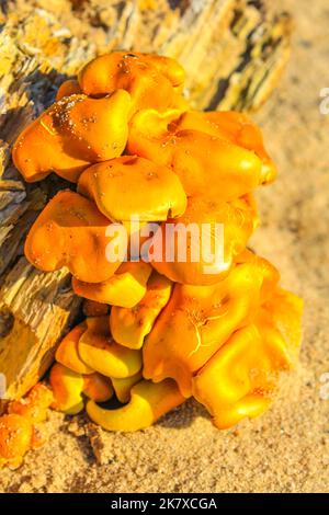 Mushrooms grow on the old wood in the sunlight on the forest floor on Harrier Sand island in Schwanewede Osterholz Lower Saxony Germany. Stock Photo