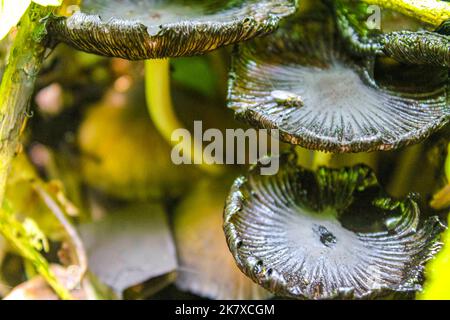 Mushrooms grow on the old wood in the sunlight on the forest floor on Harrier Sand island in Schwanewede Osterholz Lower Saxony Germany. Stock Photo