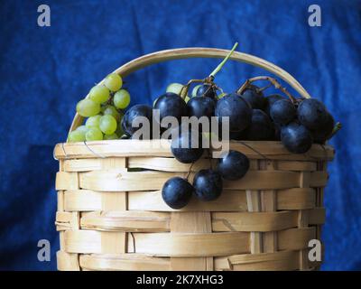 Basket of grapes. Grapes sitting in a wooden basket isolated on blue background. Grapes in the Turkish traditional knitting basket. Stock Photo