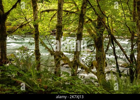 WA22414-00...WASHINGTON - Quinault River, Big Leaf Maple trees on the bank and Western Sword Ferns and Vanilla Leaf growing in the understory, ONP. Stock Photo