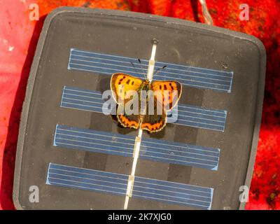 Small Copper butterfly basking on a solar panel Stock Photo