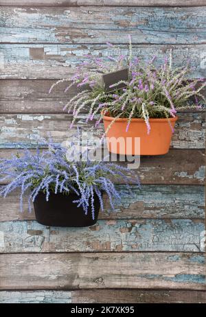 Two lavender flowerpots on an outdoor wooden wall with scratched blue paint Stock Photo