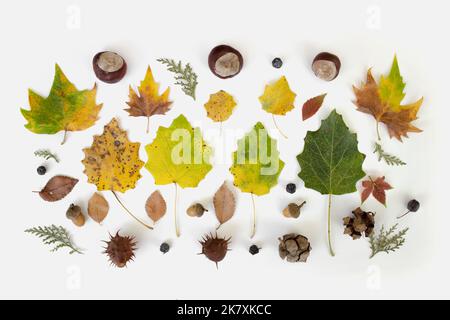 Various autumn leaves on a white isolated background. colorful fall foliage Stock Photo