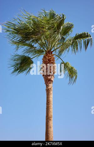 Doum palm tree on a windy day against the blue sky. Stock Photo