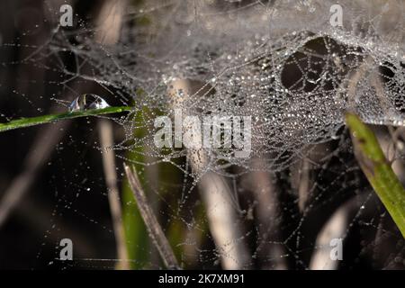 tangled spider web in morning dew Stock Photo
