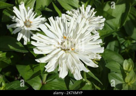 Zinnia elegans 'Cactus Flowered Mix' in garden. Stock Photo