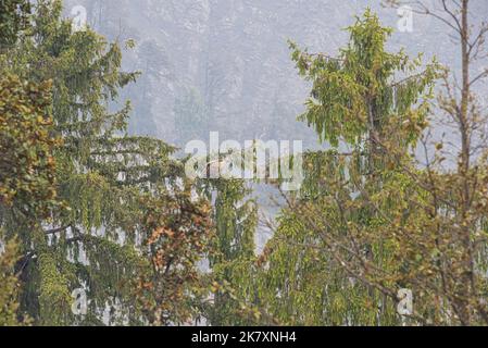 A huge Griffon Vulture or Kite sits perched on a Cedar Tree in the Indian Himalayas Stock Photo
