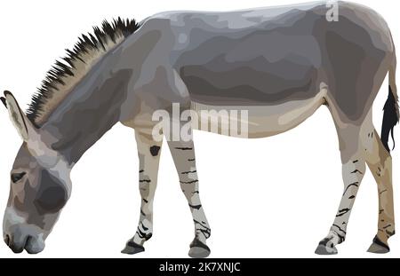 Realistic donkey. Side view. Vector illustration isolated on white background Stock Vector