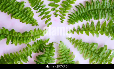 Flay lay of green fern leaves, surrounding the border of the image, with a tiny copy space in the middle. Stock Photo