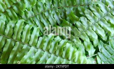 Close up of green fern leaves, covering the whole image. Stock Photo