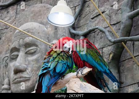 Two colored parrots sit on a branch close up Stock Photo