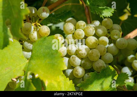 Ripe grapes on the vine in Wachau, Lower Austria Stock Photo