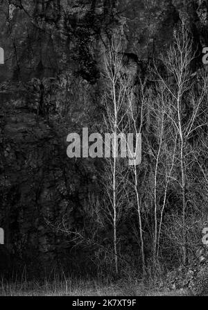 Aspen trees in late sunlight turn silver against a sahdows rock face in the Lower Narrows State Natural area iin the Baraboo Hills in Sauk County, WI Stock Photo