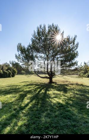 fir in the nature. sun ray crossing the masterly tree Stock Photo
