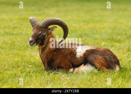 Portrait of an adult male mouflon with massive horns lying on a grassy meadow, autumn day. Stock Photo