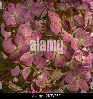 Detail pastel color closeup view of beautiful wilting hydrangea macrophylla pink flowers in natural outdoor setting Stock Photo