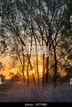 The sun rises across Midewin National Tallgrass Prairie as seen through a copse of young Cottonwood trees, Will County, Illinois Stock Photo