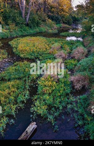 Prairie Creek flows at sunrise through Midewin National Tallgrass Preserve, Will County, Illinois Stock Photo