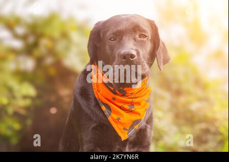 Black labrador retriever dog with an orange Halloween bandana. Portrait of a young dog. Stock Photo