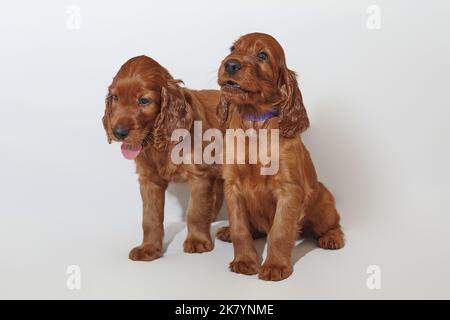 Two small brown adorable Irish setter puppies. photo shoot in the studio on a white background. Stock Photo