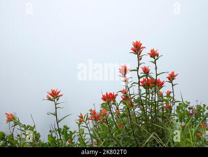 WA22429-00...WASHINGTON - Paintbrush blooming on a cloudy day along the Boundary Trail in Mount St. Helens National Volcanic Monument. Stock Photo