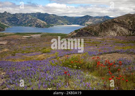 WA22458-00...WASHINGTON - Mats of miniature lupine covered the blast zone above Spirit Lake in the Mount St. Helens National Volcanic Monument. Stock Photo