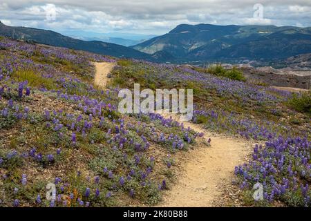 WA22460-00...WASHINGTON - The Loowit Trail winding across the Blast Zone through fields of miniture lupine in Mount St. Helens National Volcanic Monum Stock Photo